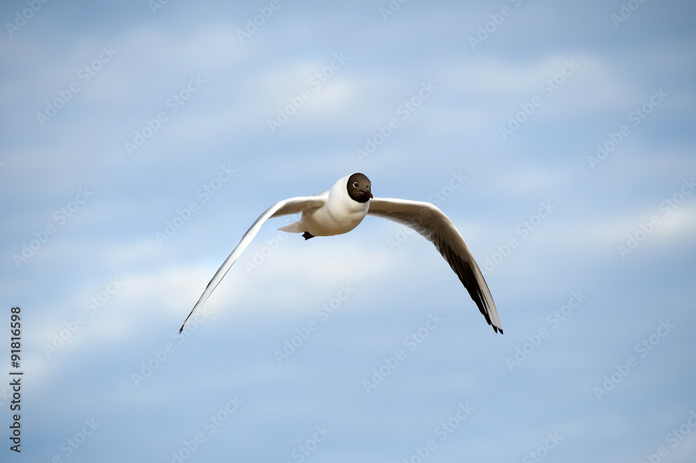 Seagull flies. Beautiful bird wildlife. Flying bird in the sky, the Surf waves. Closeup. The bird close. The coast of the ocean. Blue sky over the sea. The sea gull. Seagull flies. Beautiful bird wildlife. Flying bird in the sky, the Surf waves. Closeup. The bird close. The coast of the ocean. Blue sky over the sea. The sea gull.