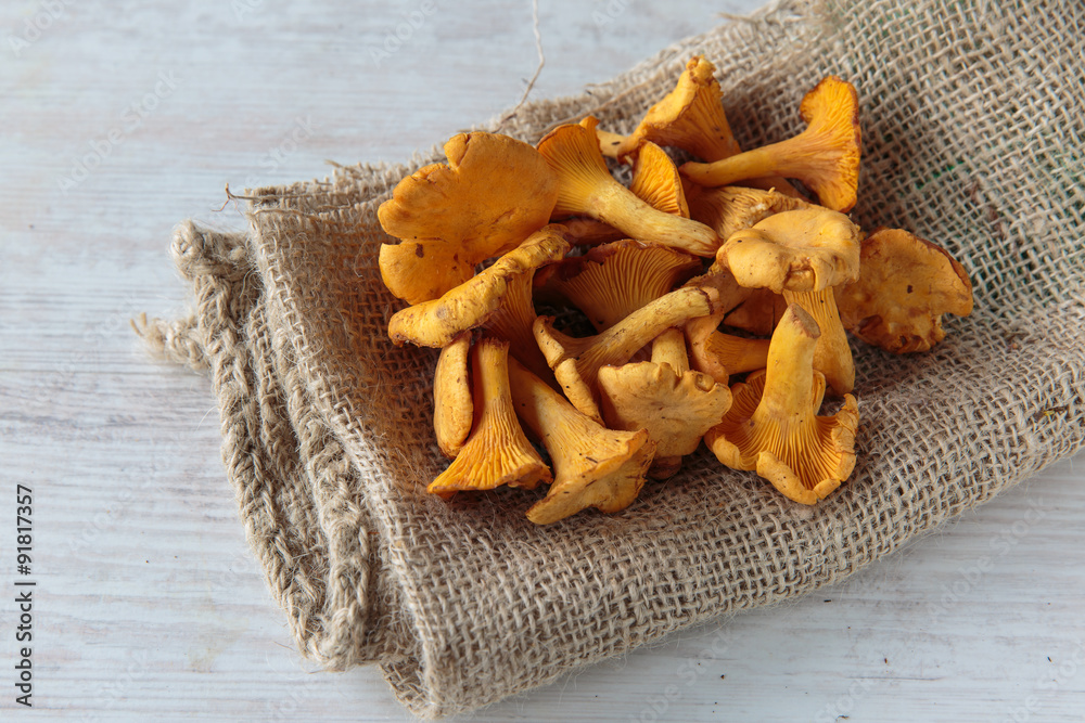 Cantharellus mushrooms