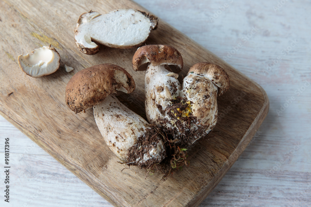 Boletus mushrooms Boletus mushrooms