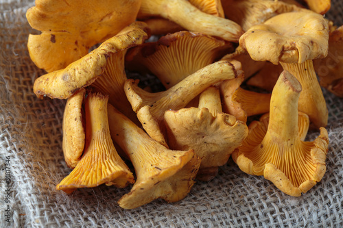 Cantharellus mushrooms