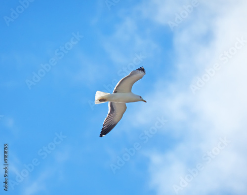 Seagull in the sky