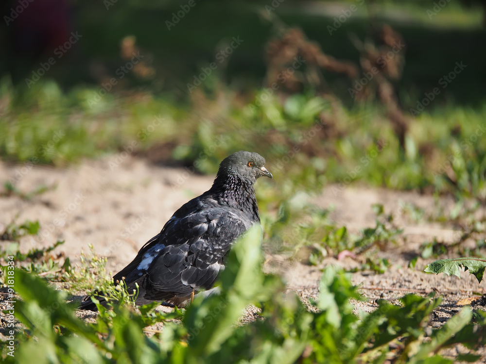 dove on the grass dove on the grass