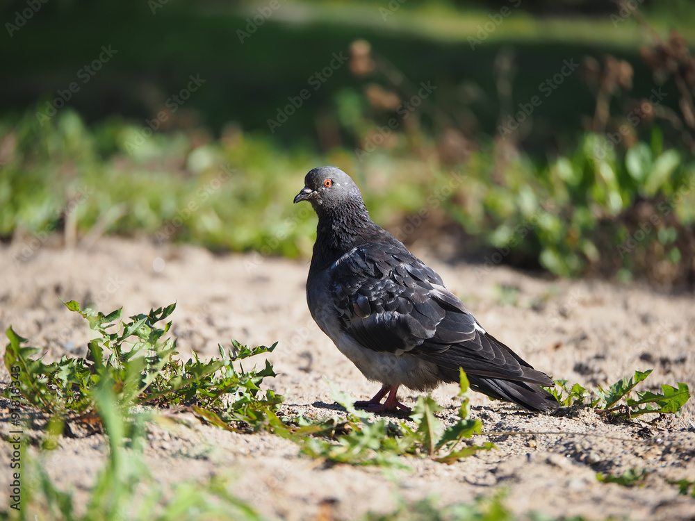 dove on the grass dove on the grass