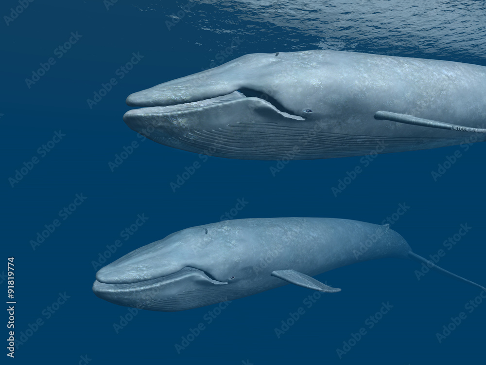 Fototapeta premium Blue Whales