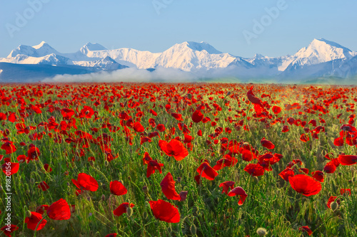 red poppy field and mountain chains