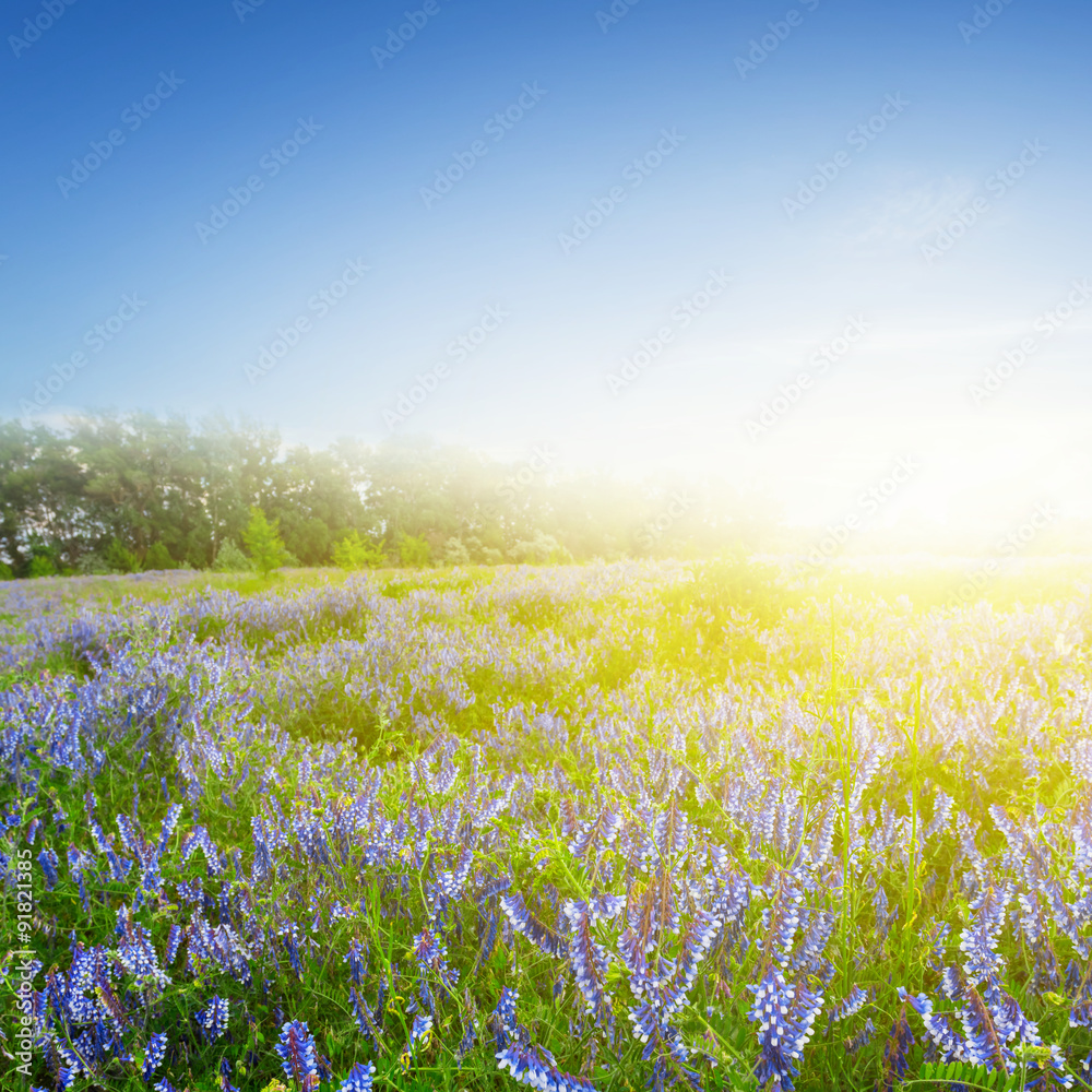 summer prairie in a rays of rising sun summer prairie in a rays of rising sun