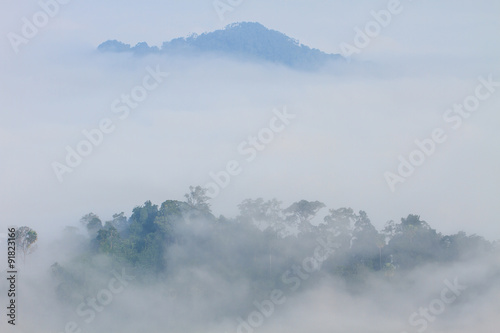 sea of fog with forests as foreground