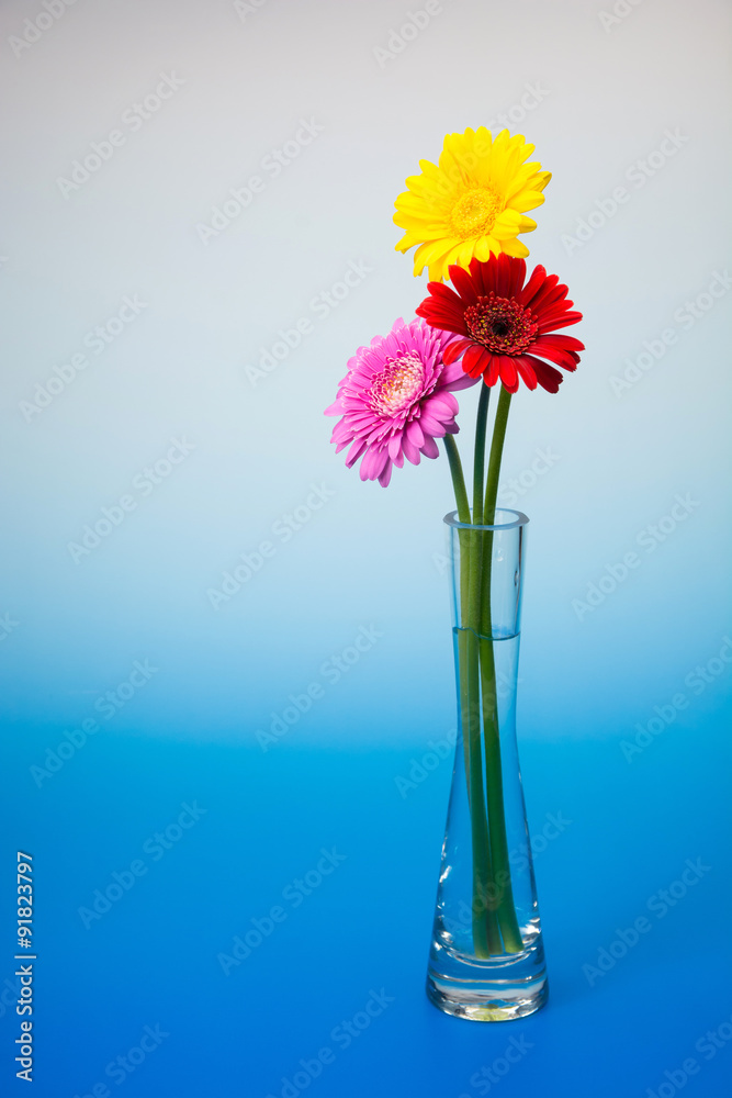 ガーベラの花 ガーベラの花