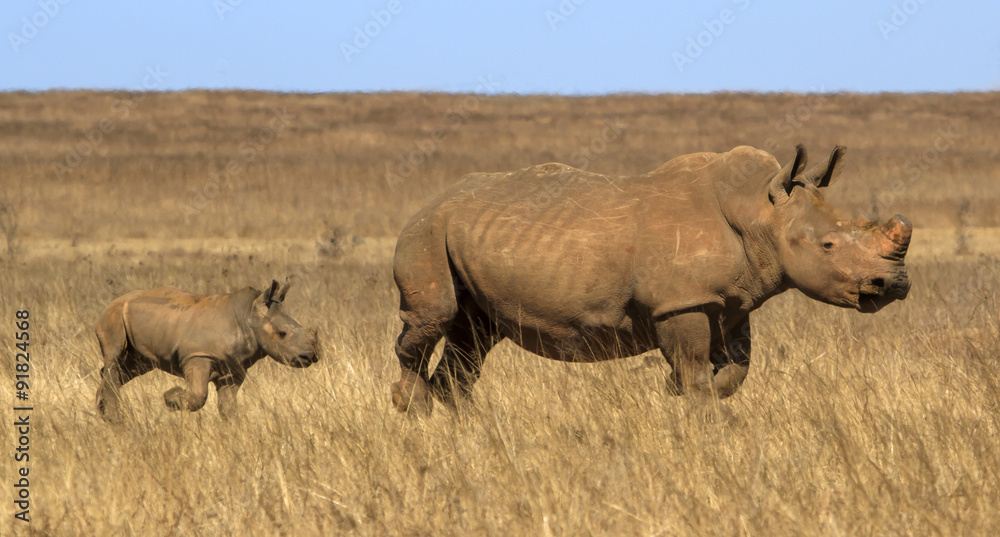 Obraz premium Mother and baby rhino