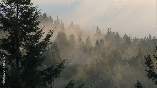 CU fog thru trees for time-lapse