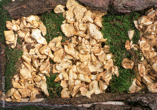 Fresh chanterelles mushrooms display for sale