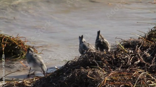 Sandpiper birds peck along the shore.