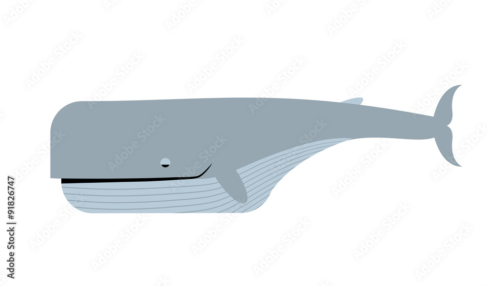 Fototapeta premium Blue whale white background. Vector illustration of marine anima