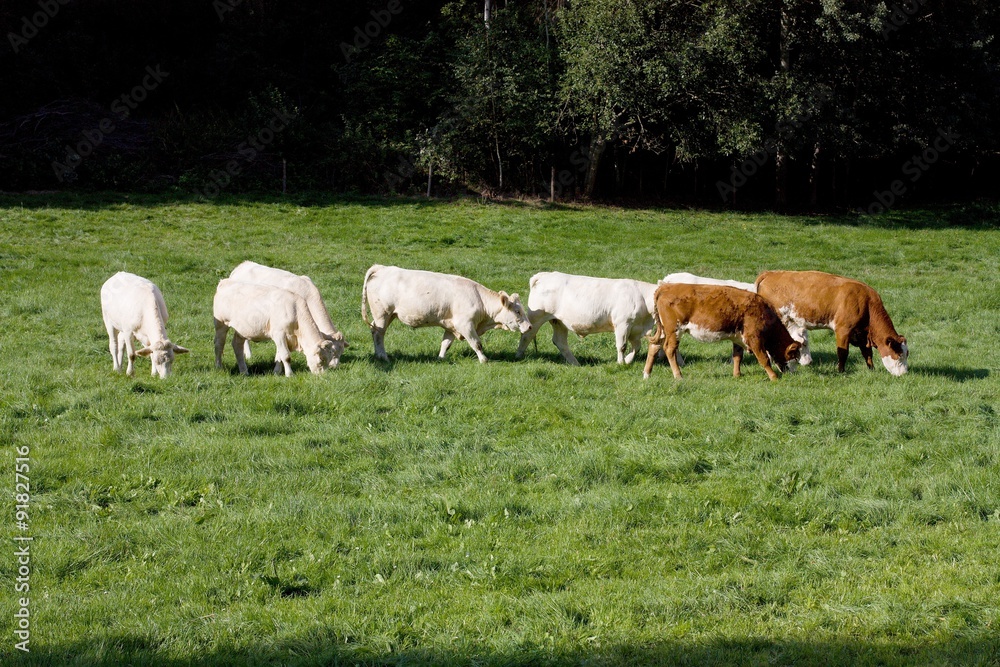 Obraz premium Satisfied cow