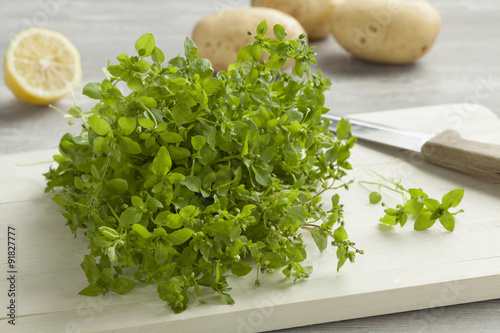 Fresh green chickweed photo