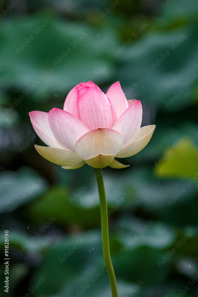 蓮の花 蓮の花