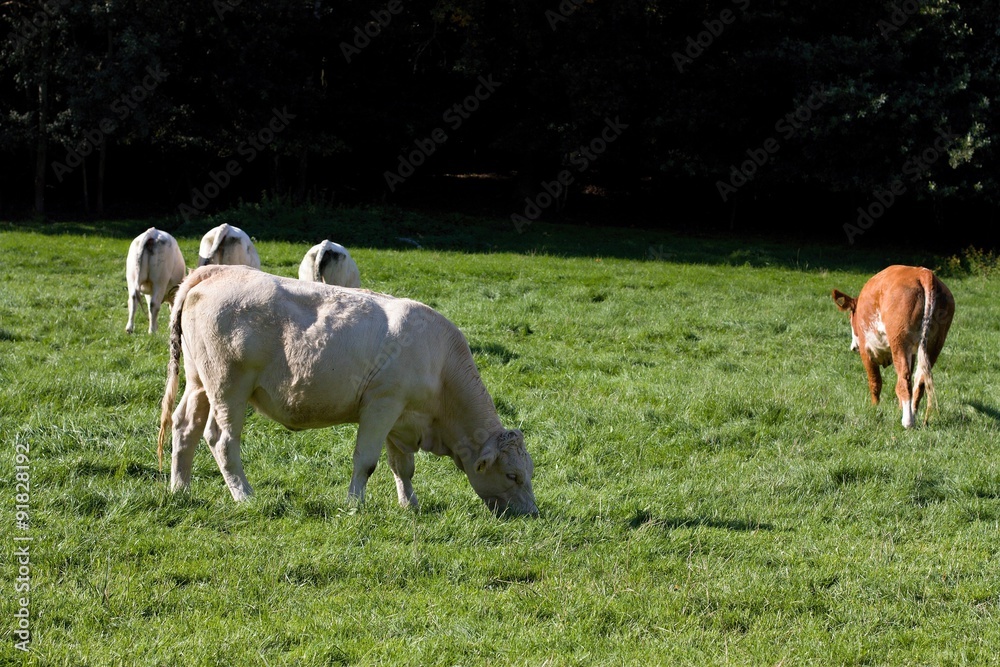 Obraz premium Satisfied cow