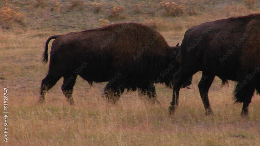 Buffalo graze in Yellowstone National Park, Wyoming. Buffalo graze in Yellowstone National Park, Wyoming.