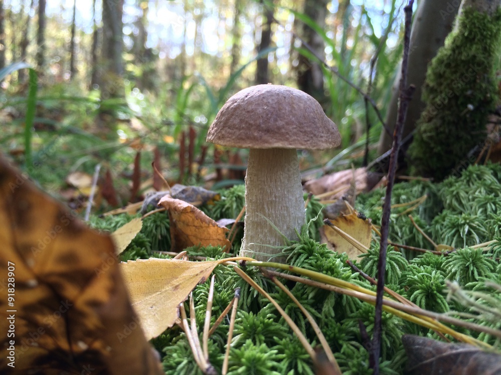 Fototapeta premium Mushroom in the autumn forest