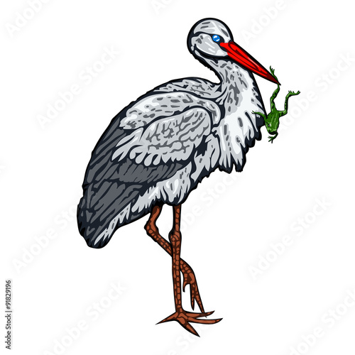 Stork standing on one leg and holds a frog in beak. Isolated vector illustration on white.