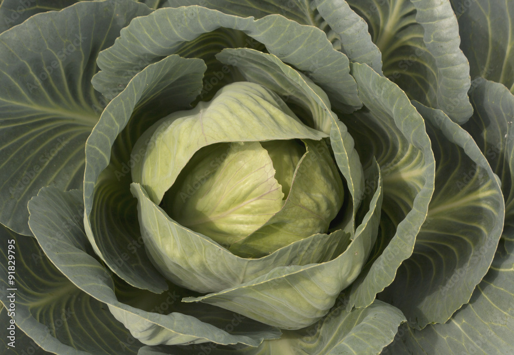 Obraz premium Cabbage texture