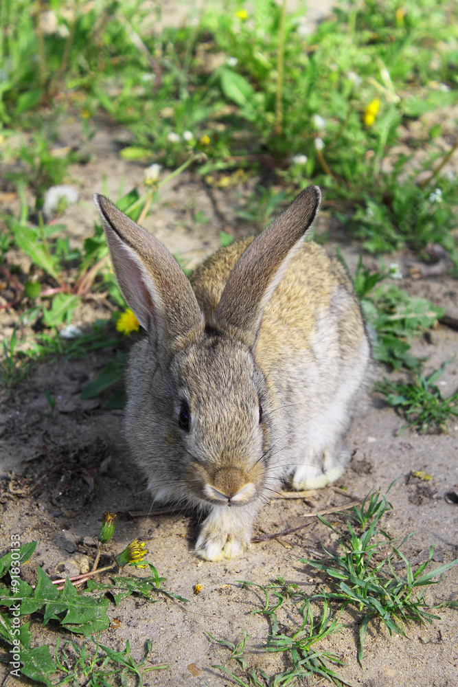 Fototapeta premium domestic grey rabbit on green grass