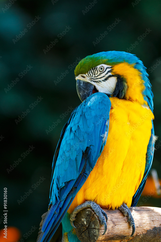 Obraz premium ルリコンゴウインコ