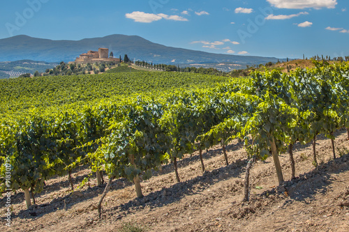Vineyard in the hills photo