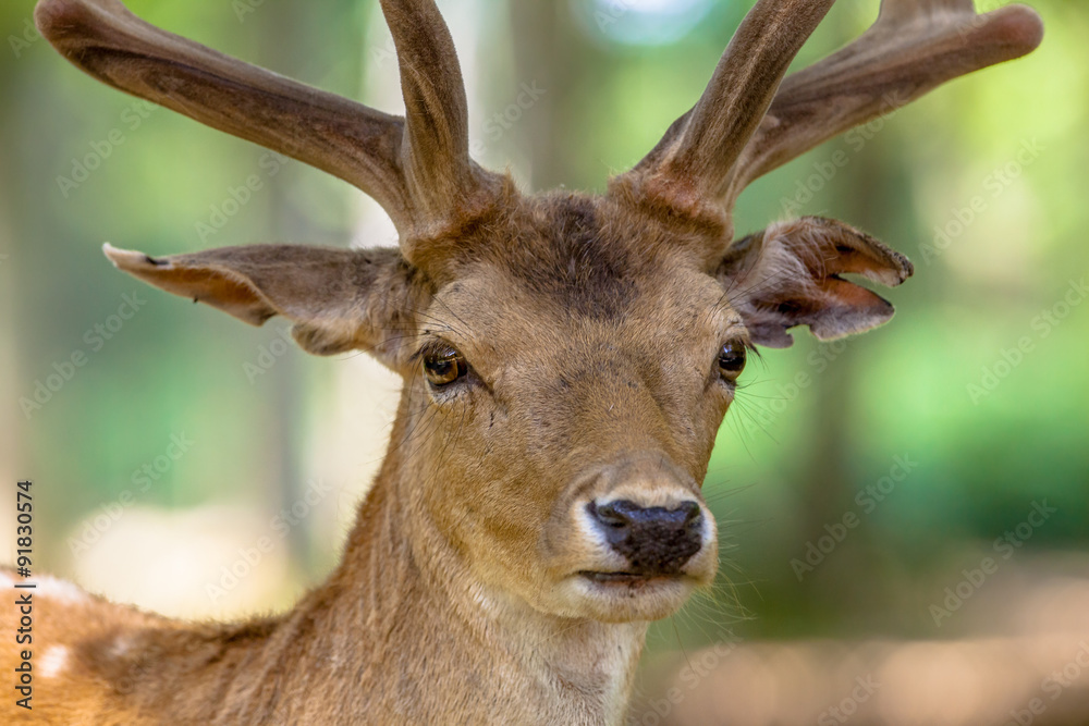 Fallow deer portrait