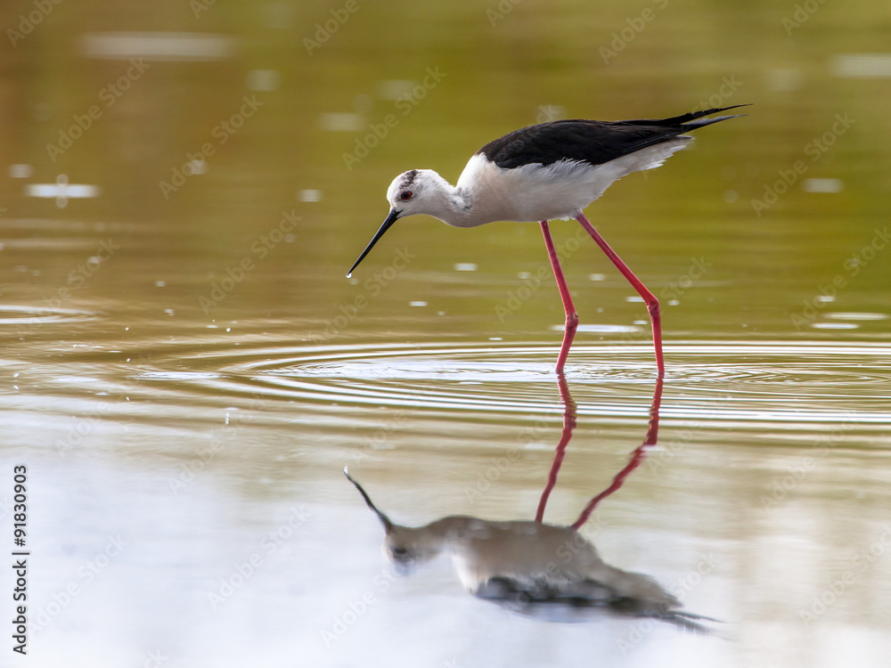 Foraging common stilt Foraging common stilt