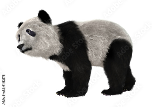 Fototapeta Naklejka Na Ścianę i Meble -  Panda Bear Cub
