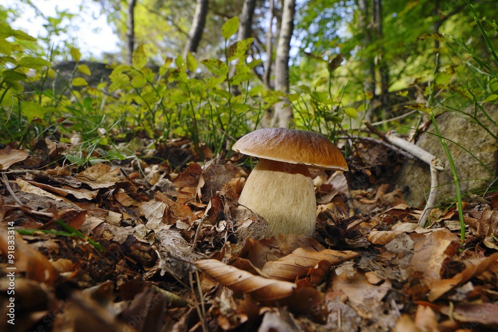 Fototapeta premium Boletus edulis, penny bun, porcino or cep