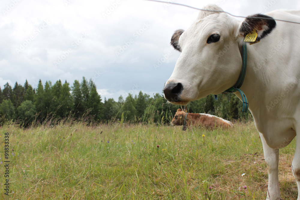 Cows looking distant