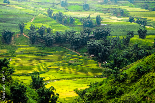Rice fields on terraced of Mu Cang Chai  YenBai  Vietnam. Rice fields prepare the harvest at Northwest Vietnam.