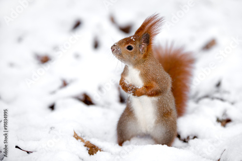 Red squirrel in the snow © olaes