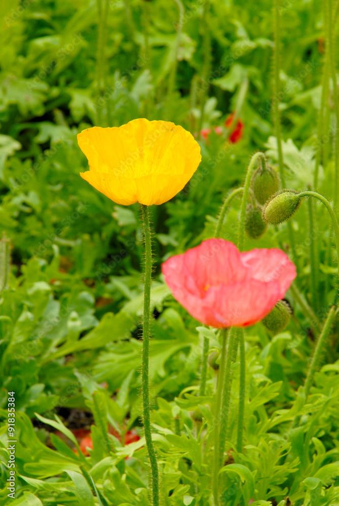 Obraz premium ポピー
