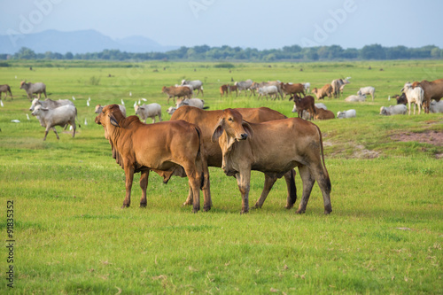 Cow in the field © geargodz