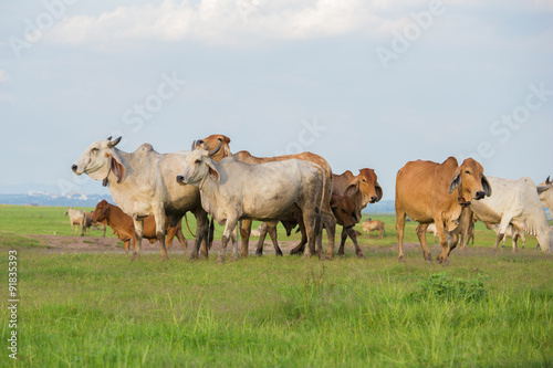 Cow in the field