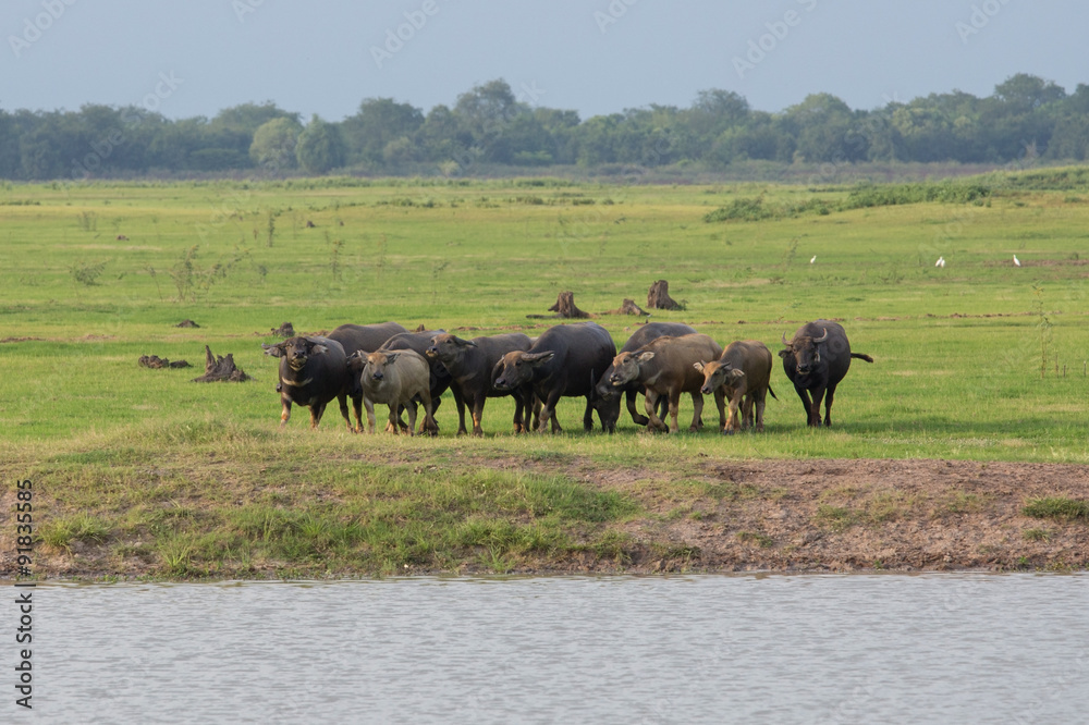 group of buffalo in grass field group of buffalo in grass field