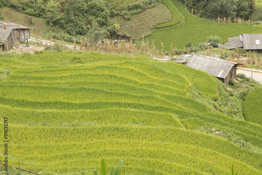 Rice field terrace in Sapa, Vietnam