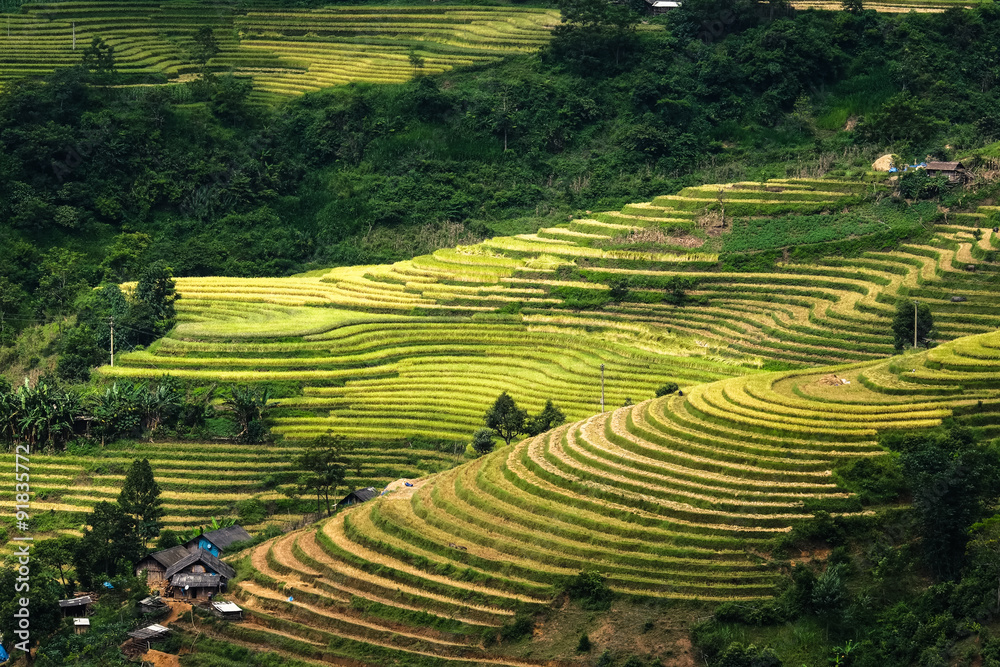 Rice fields on terraced of Mu Cang Chai, YenBai, Vietnam. Rice fields prepare the harvest at Northwest Vietnam.