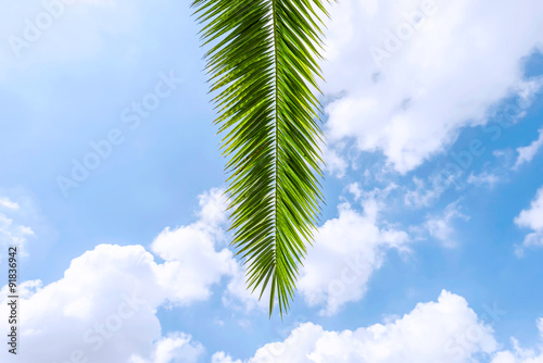 palm tree leaves under blue sky © zhu difeng