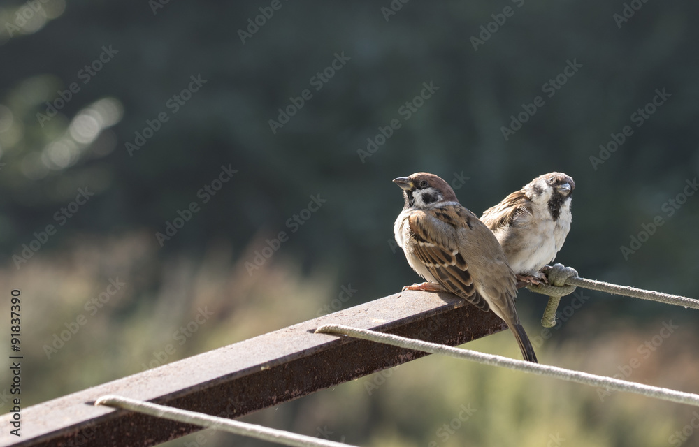 Fototapeta premium Sparrows