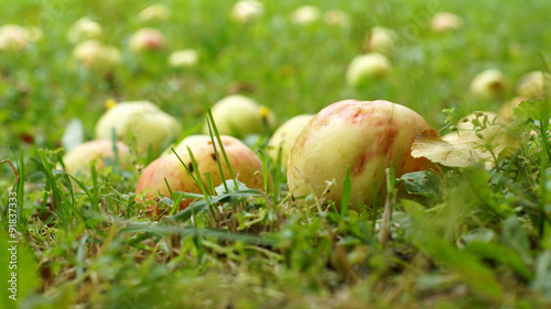 Fallen apples on the grass