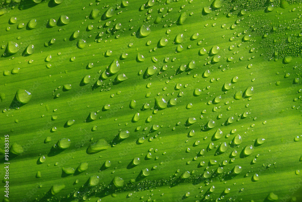 water drops on green banana leaves water drops on green banana leaves