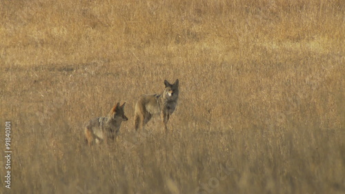 CU coyote pair in 1/4 profile