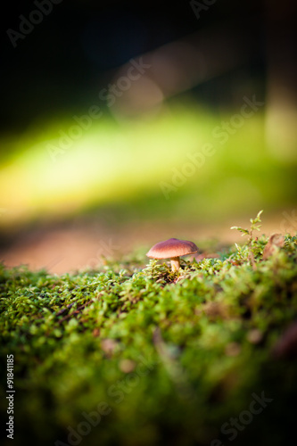 Colorful view of a mushroom and moss