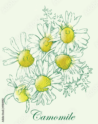 Camomile watercolor vector sketch.