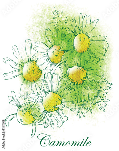 Camomile watercolor vector sketch.