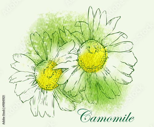 Camomile watercolor vector sketch.